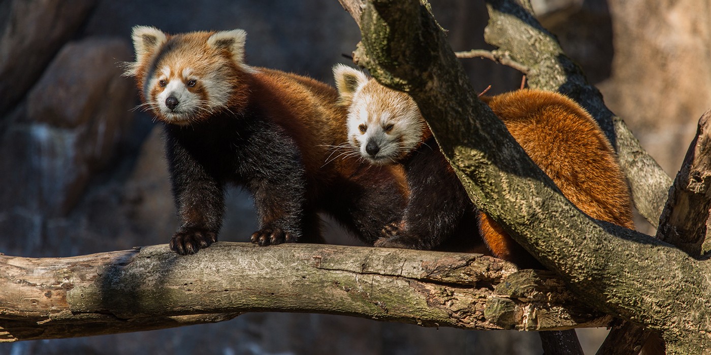 Two Red Pandas on a Tree